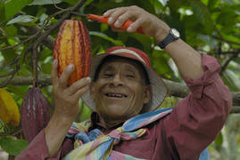 Mann erntet eine Kakaofrucht.